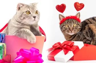 Presentes para quem gosta de gatos