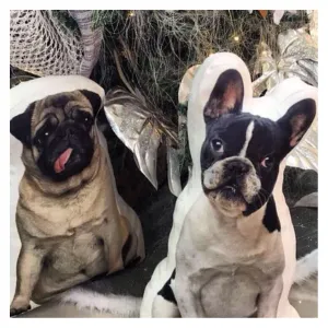 Almofada com foto do seu pet muito realista e personalizável