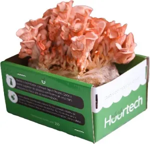 Cogubox: Shimeji Salmão