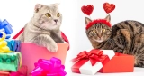 Presentes para quem gosta de gatos: 15 achadinhos fofos
